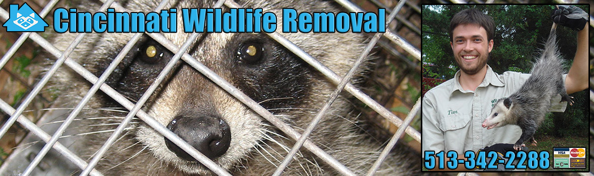Cincinnati Wildlife and Animal Removal